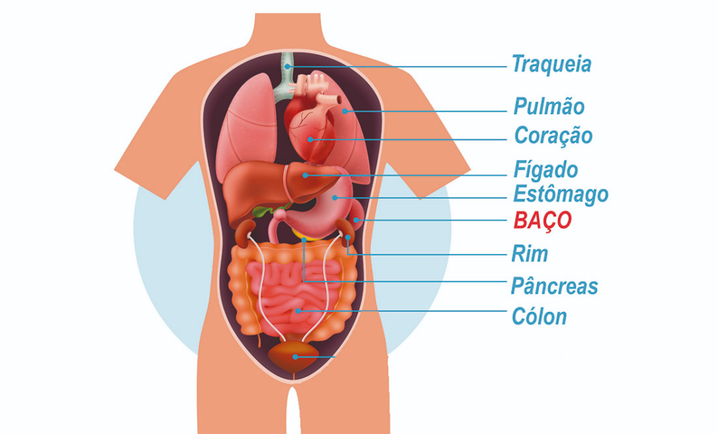 Baço: função e características - Blog