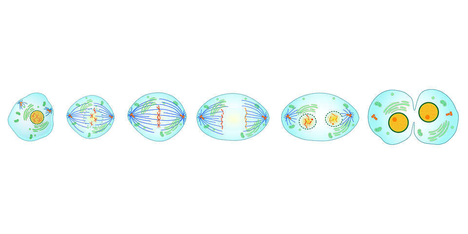 mitose O ciclo celular: divisão da célula por mitose